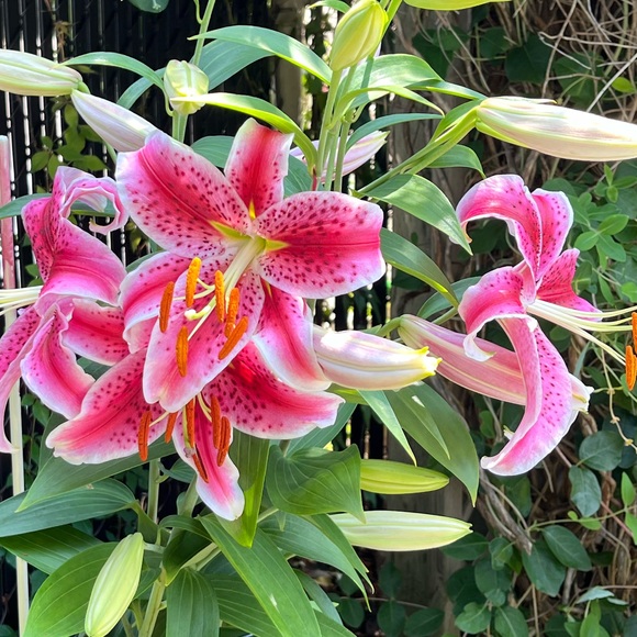 mariefrancis673